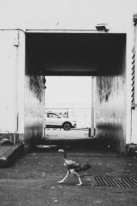 "Contre sens" 2nd prix Célimène 2021